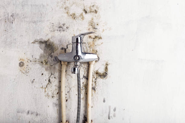 Best Post-Flood Mold Remediation in Gonzales, LA